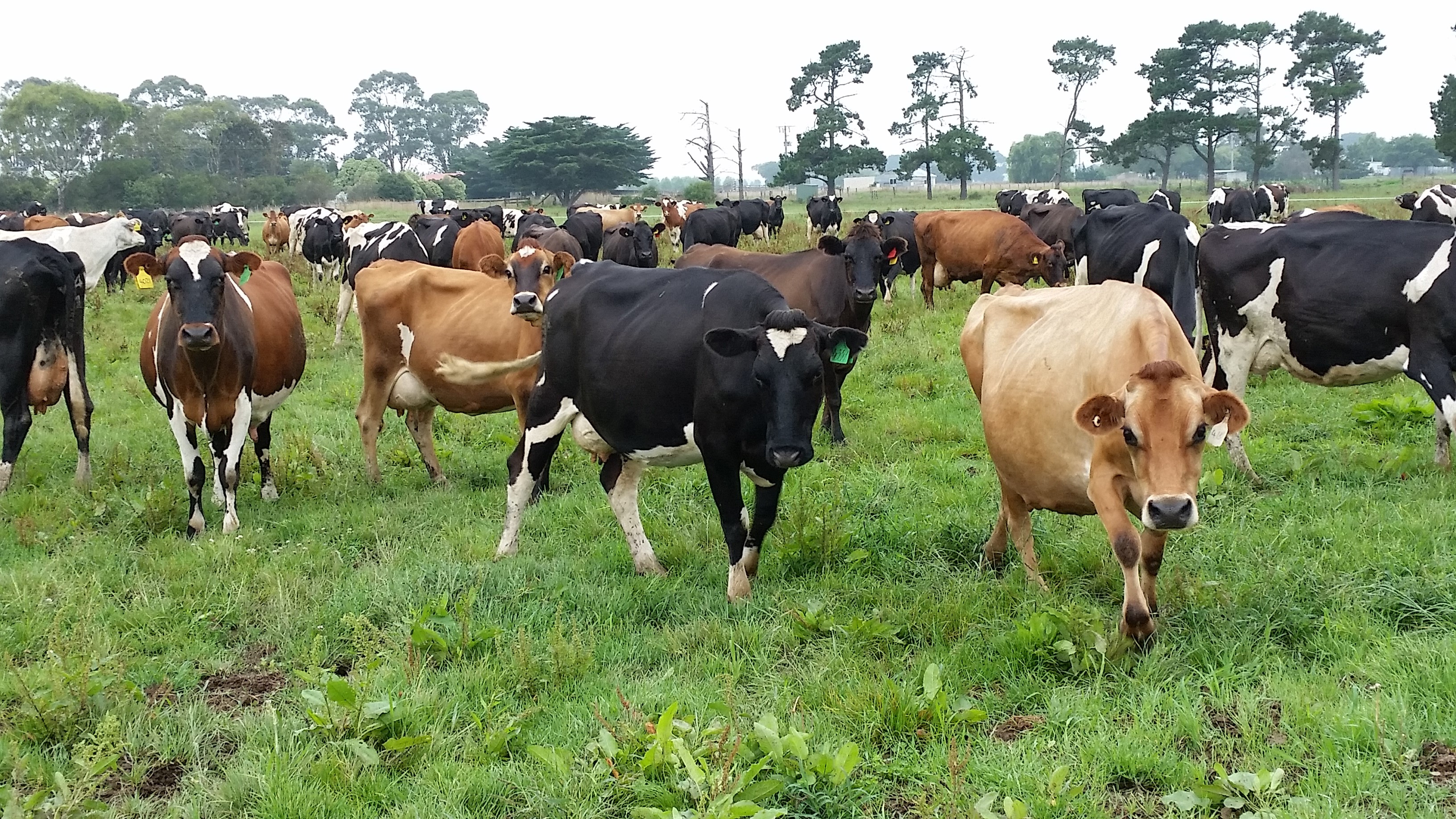 best dairy herd management software